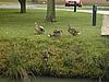 Lotus track day - Ducks.jpg
